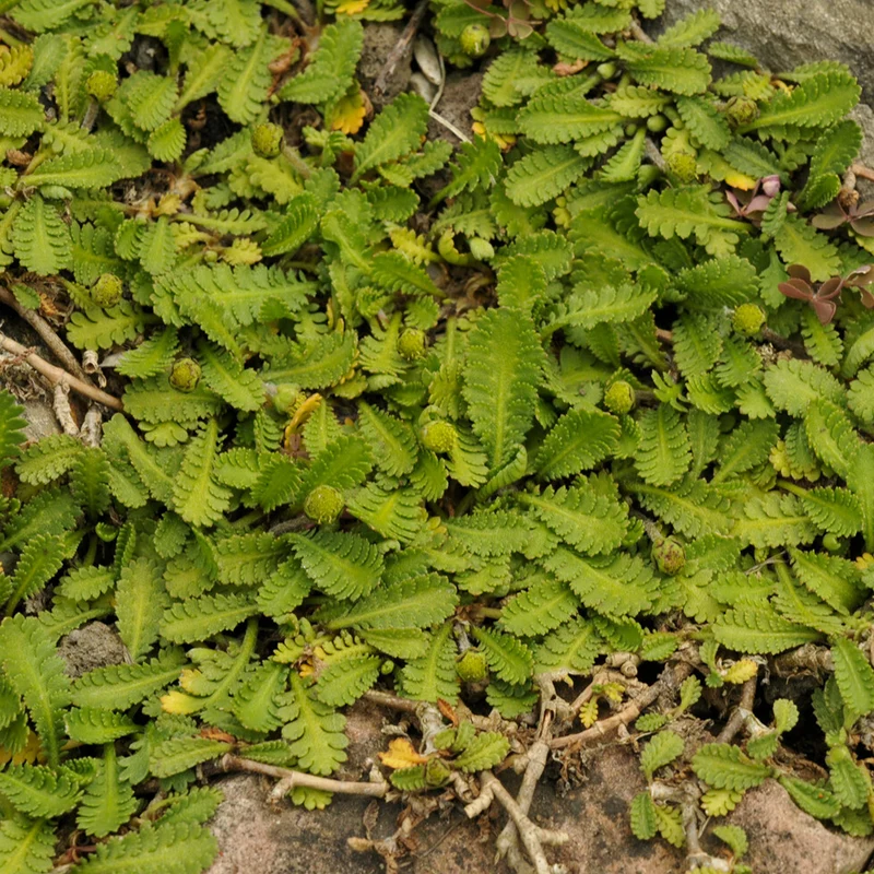 Cotule dioique Minima Cotule naine