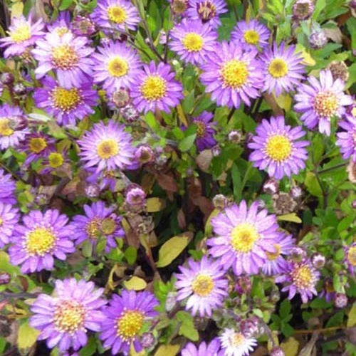 Aster nain d'automne Ezo Murazaki