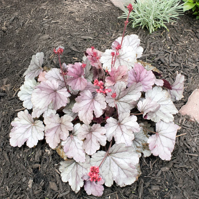 Heuchère Silver Gumdrop