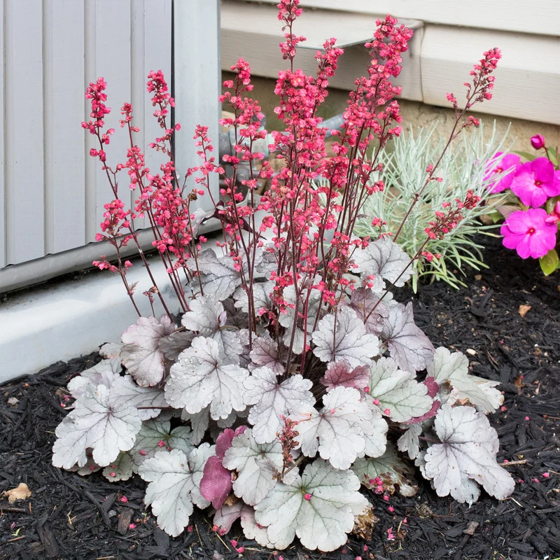 Heuchère Silver Gumdrop