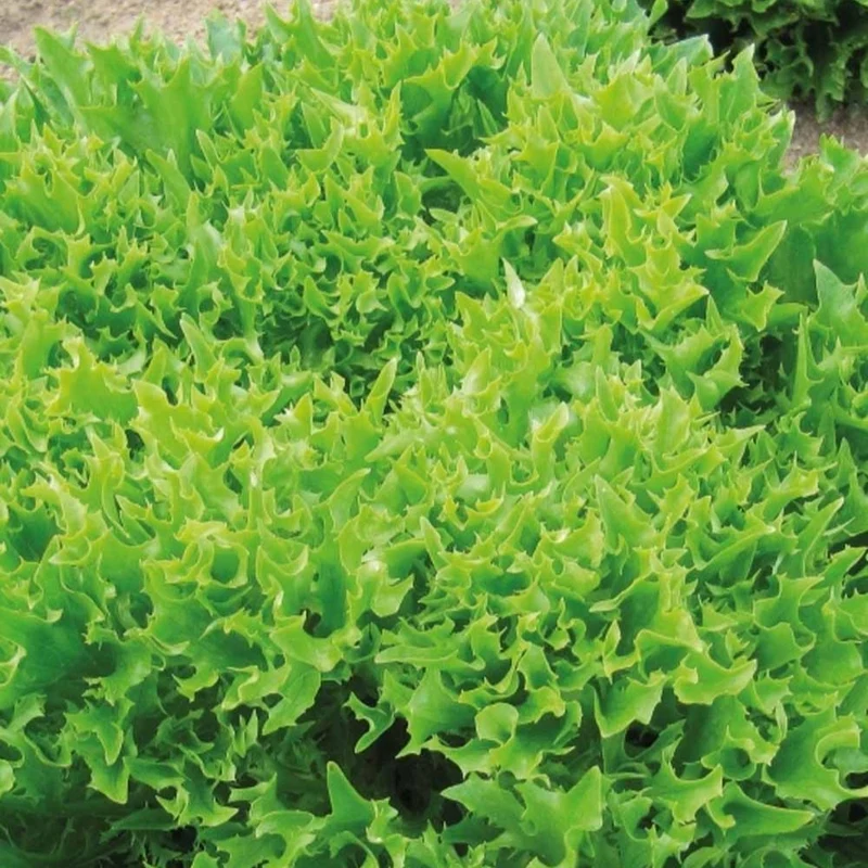 Laitue batavia frisée Eazyleaf Skilton