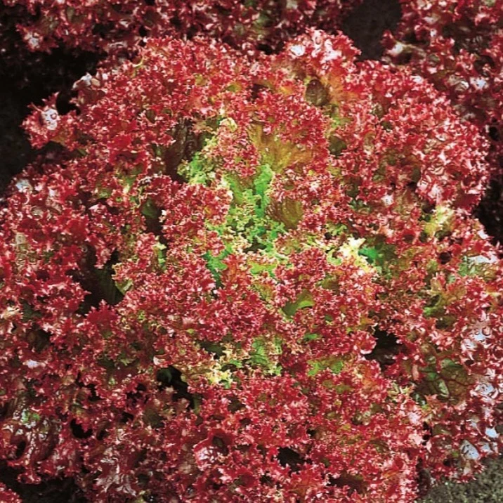 Laitue pommée frisée Lollo Rossa Bio