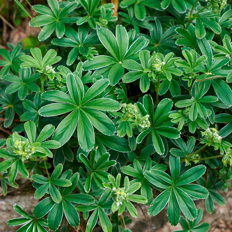 Alchemille des Alpes