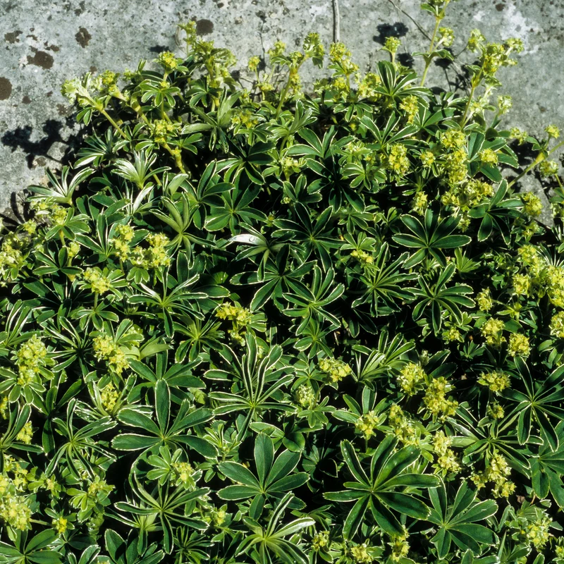 Alchemille des Alpes