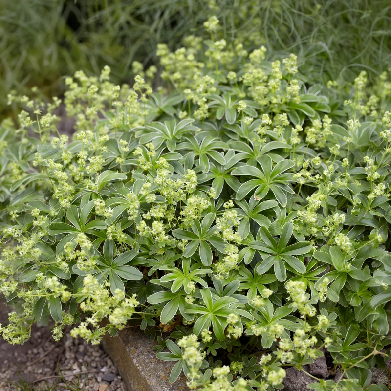 Alchemille des Alpes