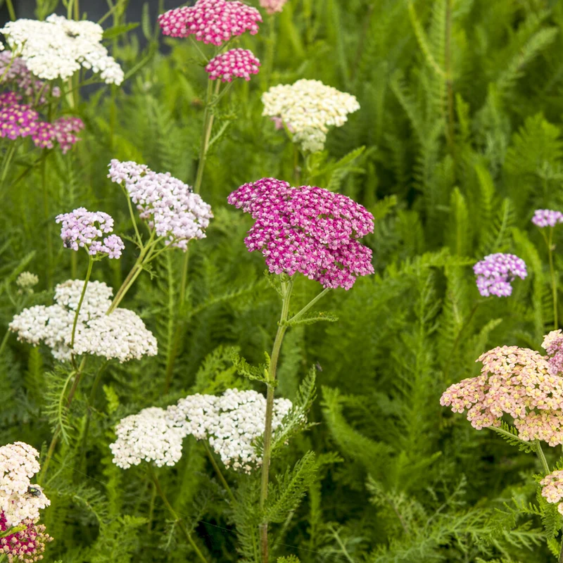 Achillée Summer Pastels