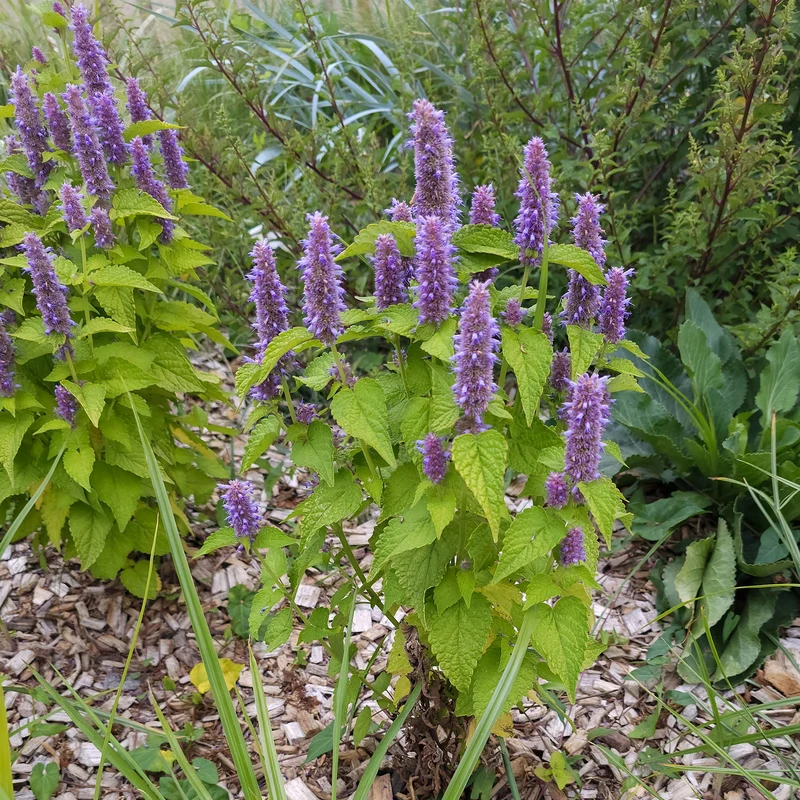 Agastache fenouil Golden Jubilee