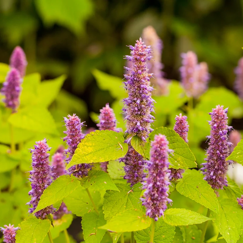 Agastache fenouil Golden Jubilee