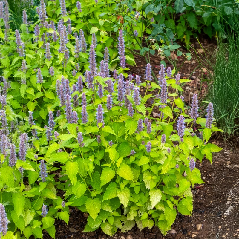 Agastache fenouil Golden Jubilee