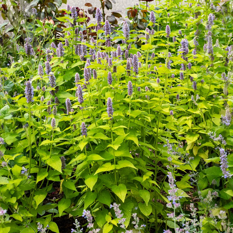 Agastache fenouil Golden Jubilee