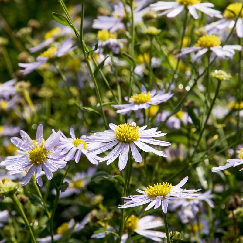 Kaliméris Charlotte