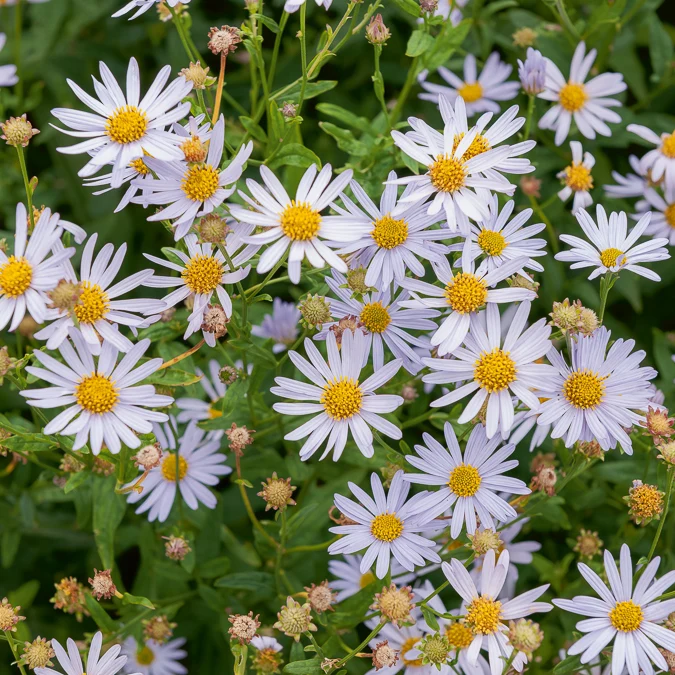 Kaliméris Charlotte