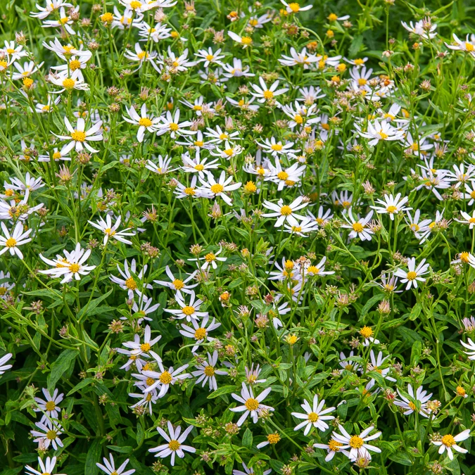 Kaliméris Charlotte