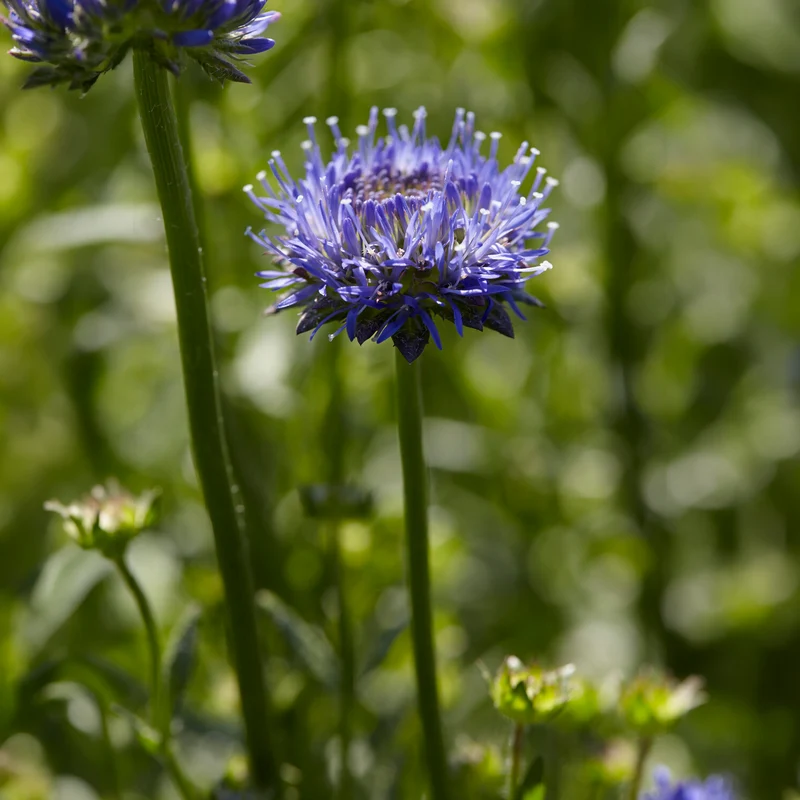 Jasione lisse Blaulicht