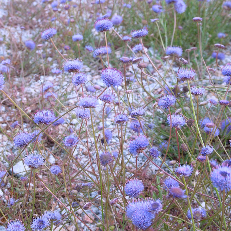 Jasione lisse Blaulicht