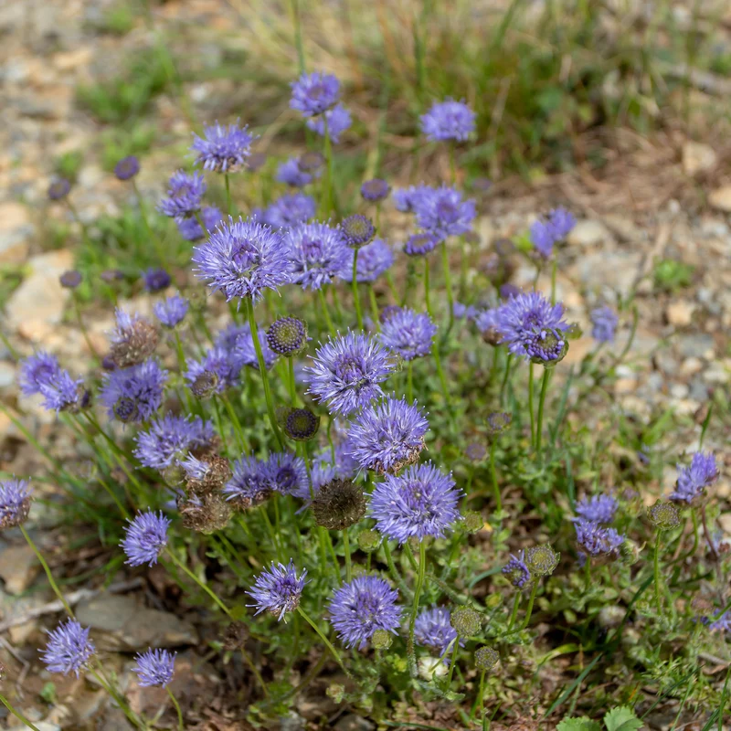 Jasione lisse Blaulicht