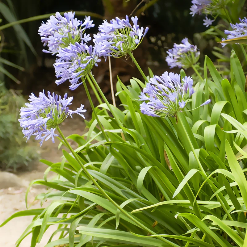 Agapanthe bleue