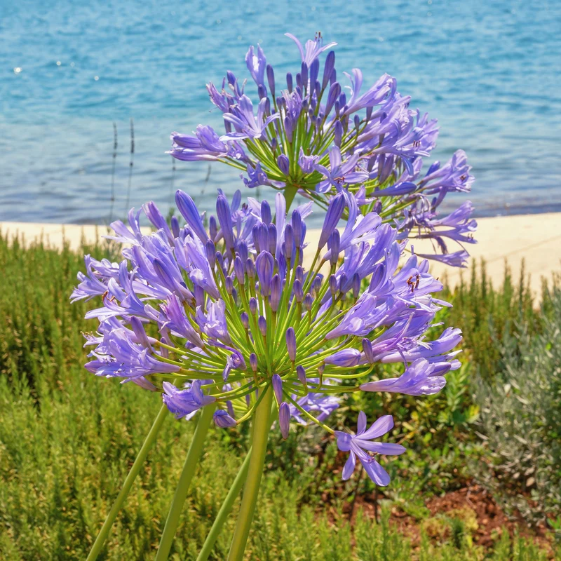 Agapanthe bleue
