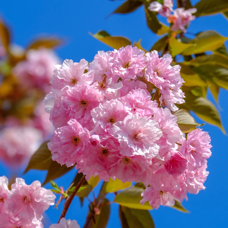Cerisier à fleurs Kanzan
