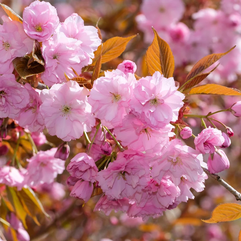 Cerisier à fleurs Kanzan