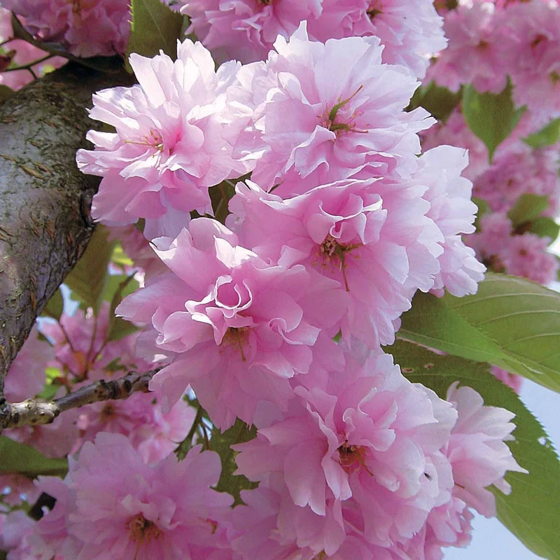 Cerisier à fleurs Kanzan