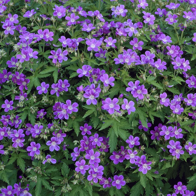 Géranium vivace des bois Mayflower