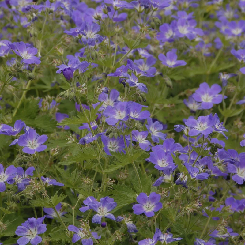 Géranium vivace des bois Mayflower
