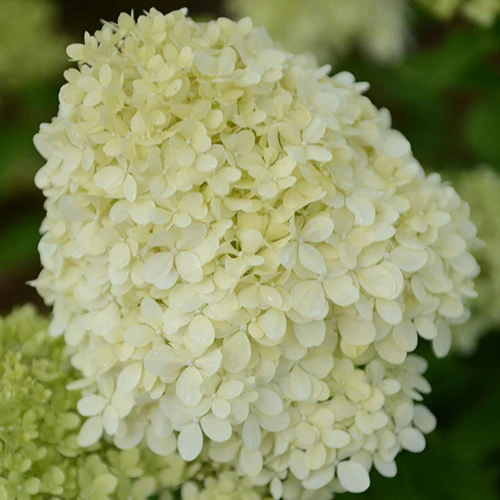 Hortensia paniculé Séléction