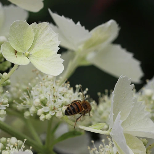 Hortensia paniculé Pink Lady