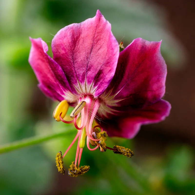 Géranium vivace Samobor