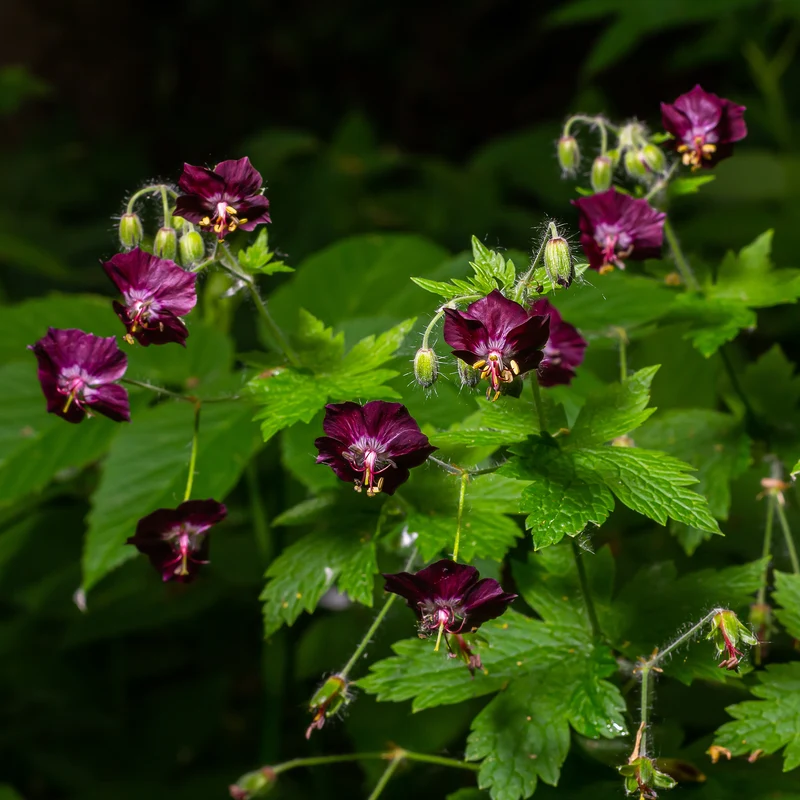 Géranium vivace Samobor