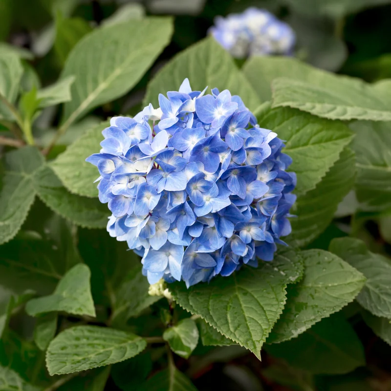 Hortensia So Long® Ebony Monmar