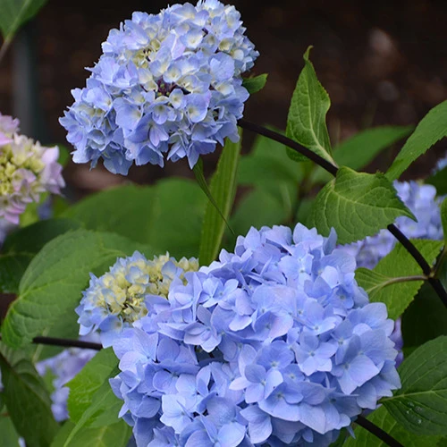 Hortensia So Long® Ebony Monmar