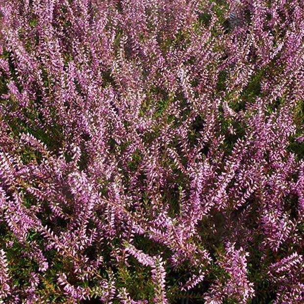 Bruyère d'été Marlies