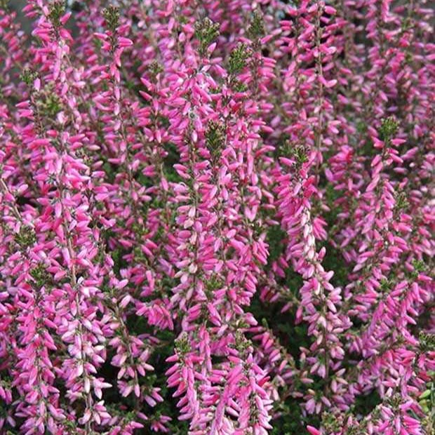 Bruyère d'été Marlies
