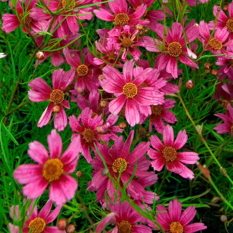Coreopsis rose Heaven's gate