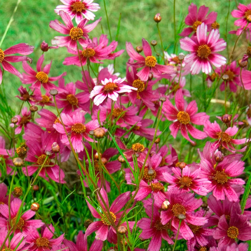 Coreopsis rose Heaven's gate