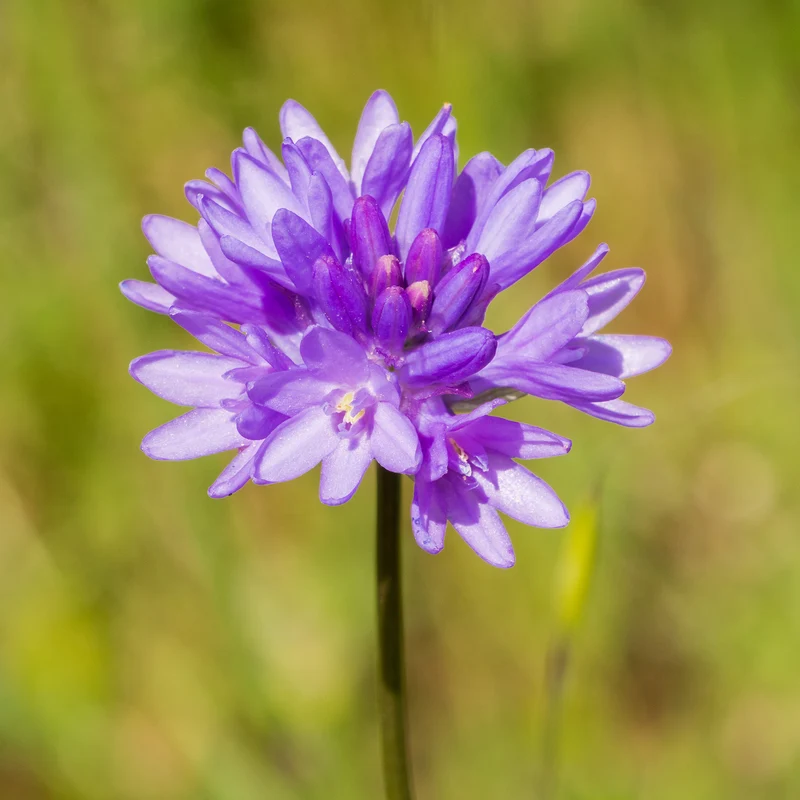 10 Dichelostemma congestum