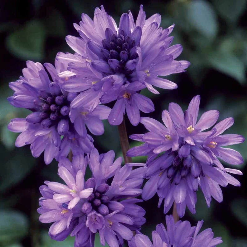 10 Dichelostemma congestum