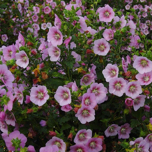 Mauve du Cap Miss Pinky