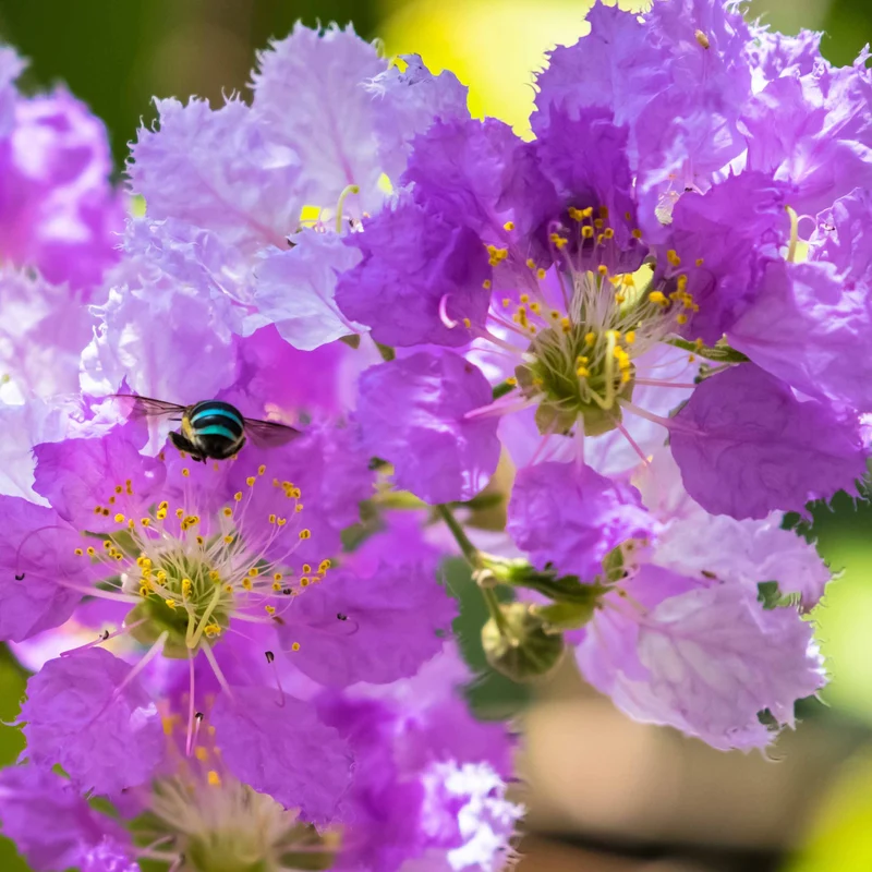 Lilas des Indes violet