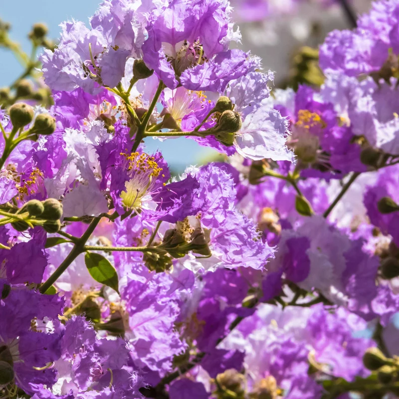 Lilas des Indes violet