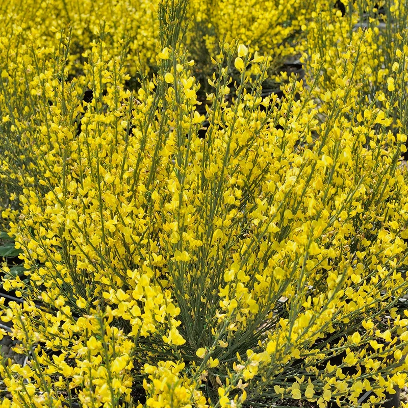 Genêt jaune