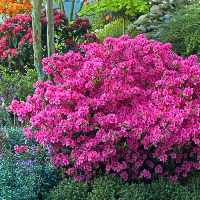 Azalée du Japon rose
