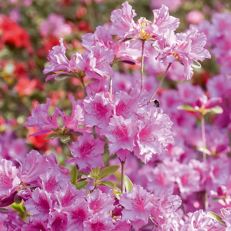 Azalée du Japon rose