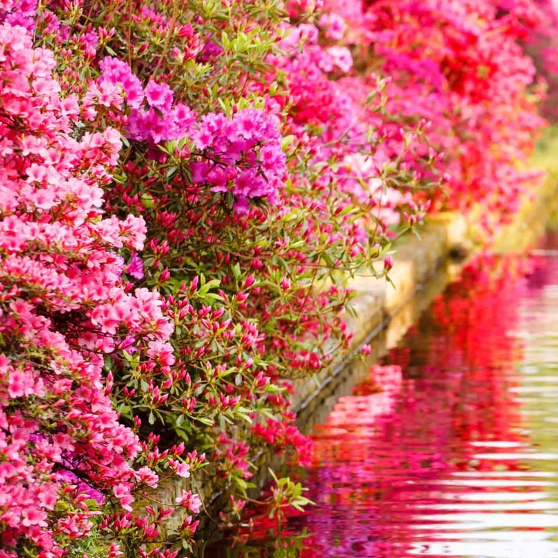 Azalée du Japon rose