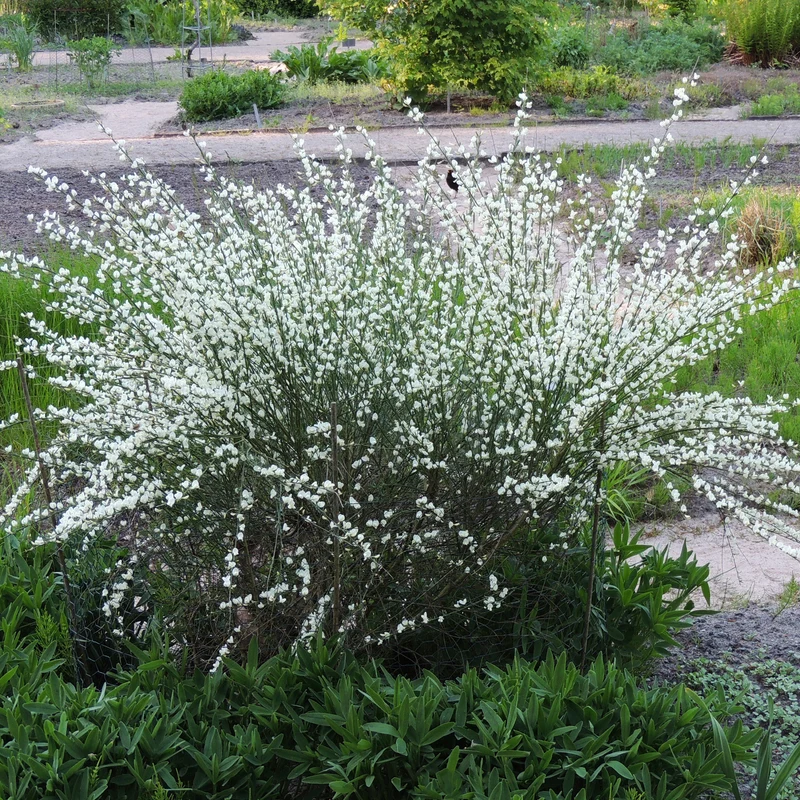 Genêt blanc