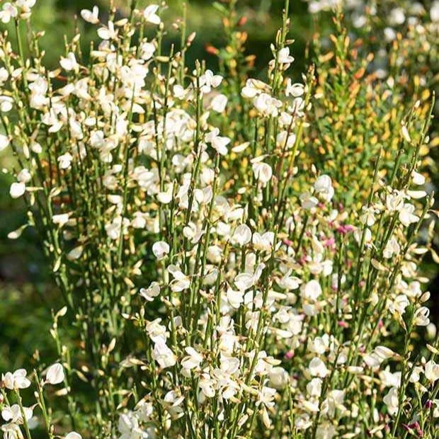 Genêt blanc