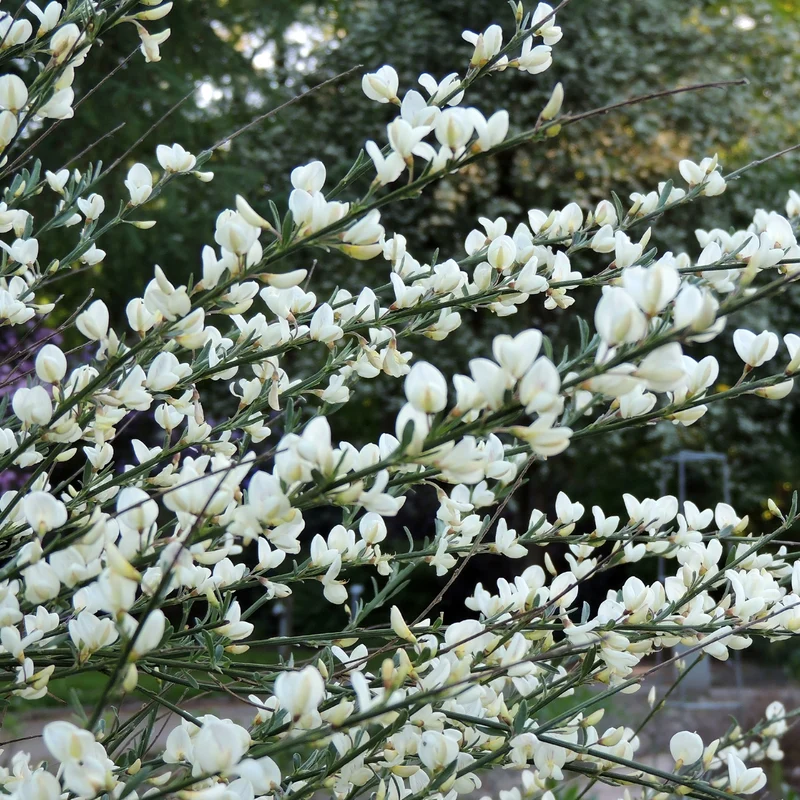 Genêt blanc