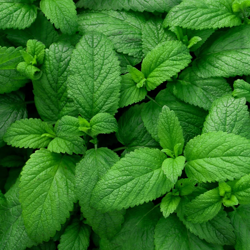 Plant de Menthe verte